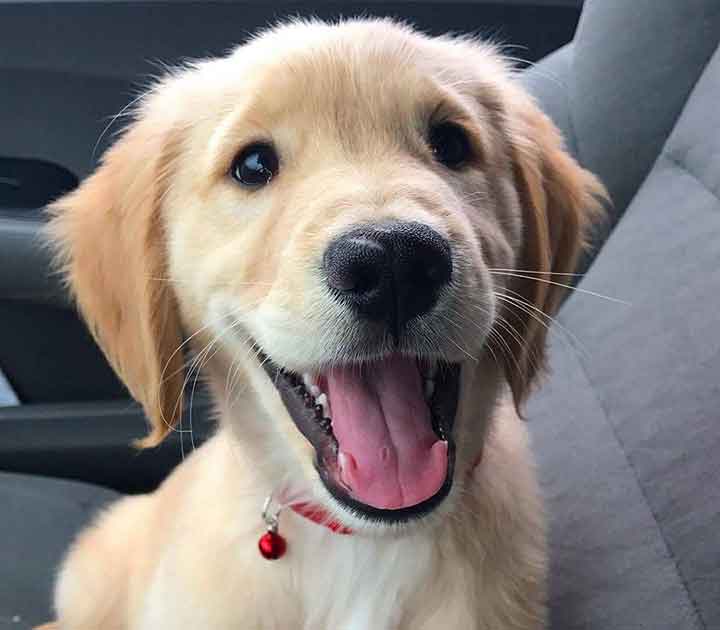 Puppy in Car Seat