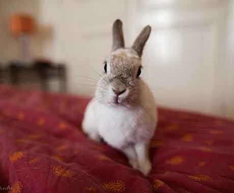 Pet Rabbit on Red Bed