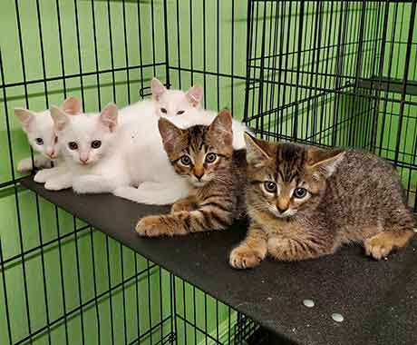 Rescue kittens in a cage