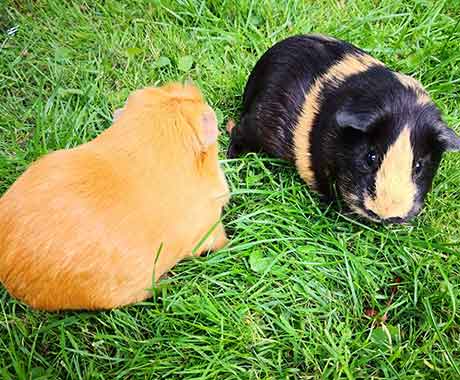 Pet Guine Pigs on Grass