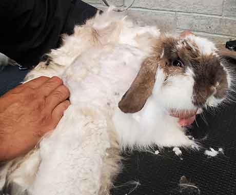 Pet Rabbit Grooming Cut Hair 2