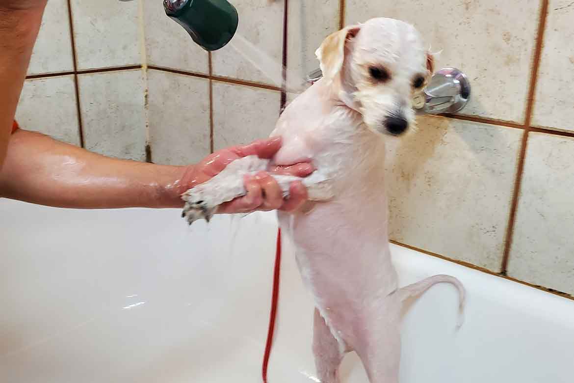 Express Grooming White Dog Getting Bath