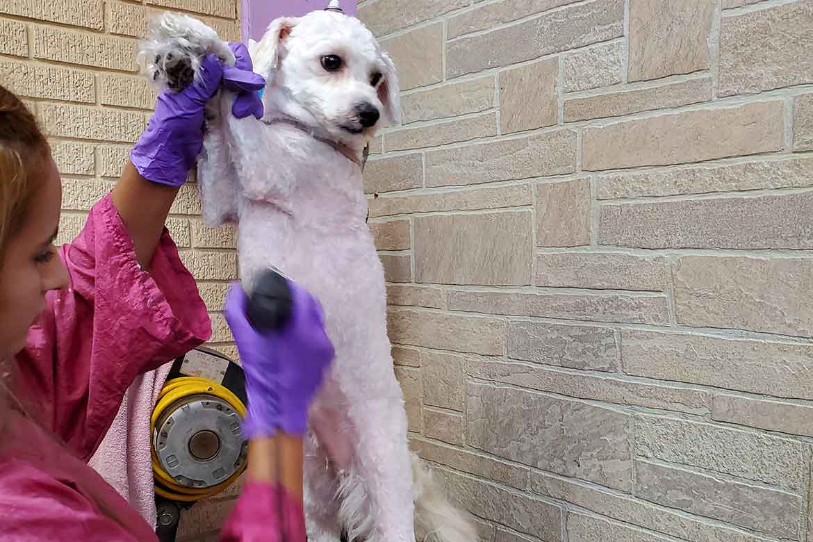 Pet Express Grooming White Dog Getting Cut