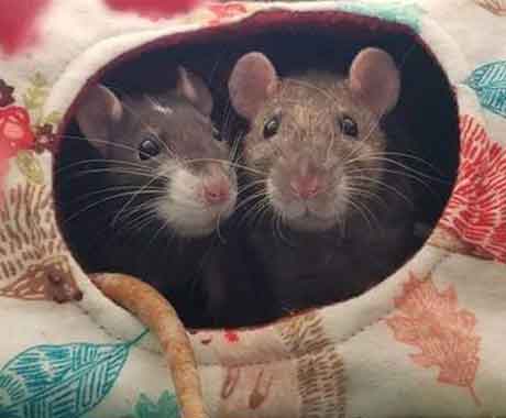Two Mice Hiding in Rolled Up Carpet