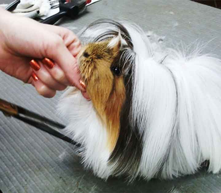 pet guinea pig getting groomed